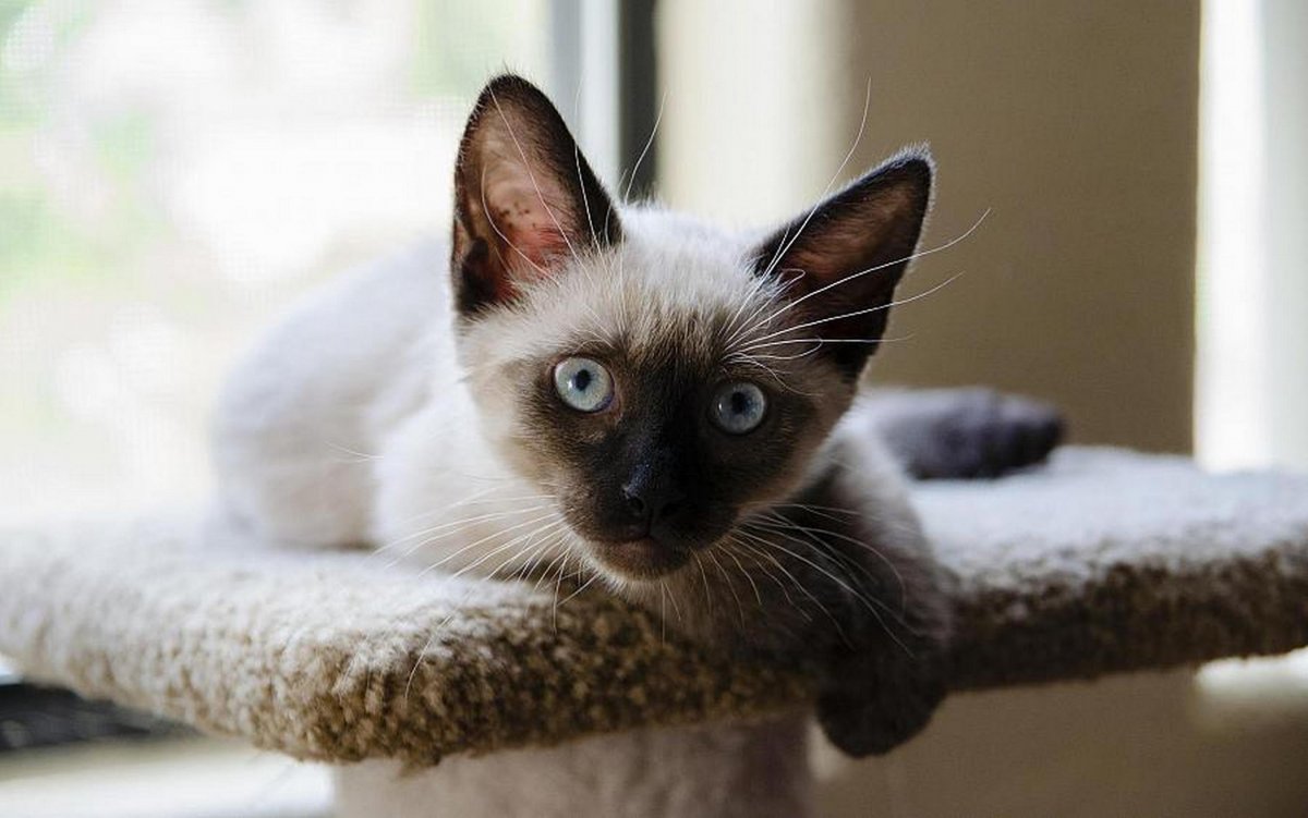 Сиамская кошка