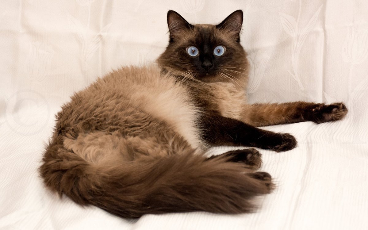 Кошка тайская порода Рэгдолл