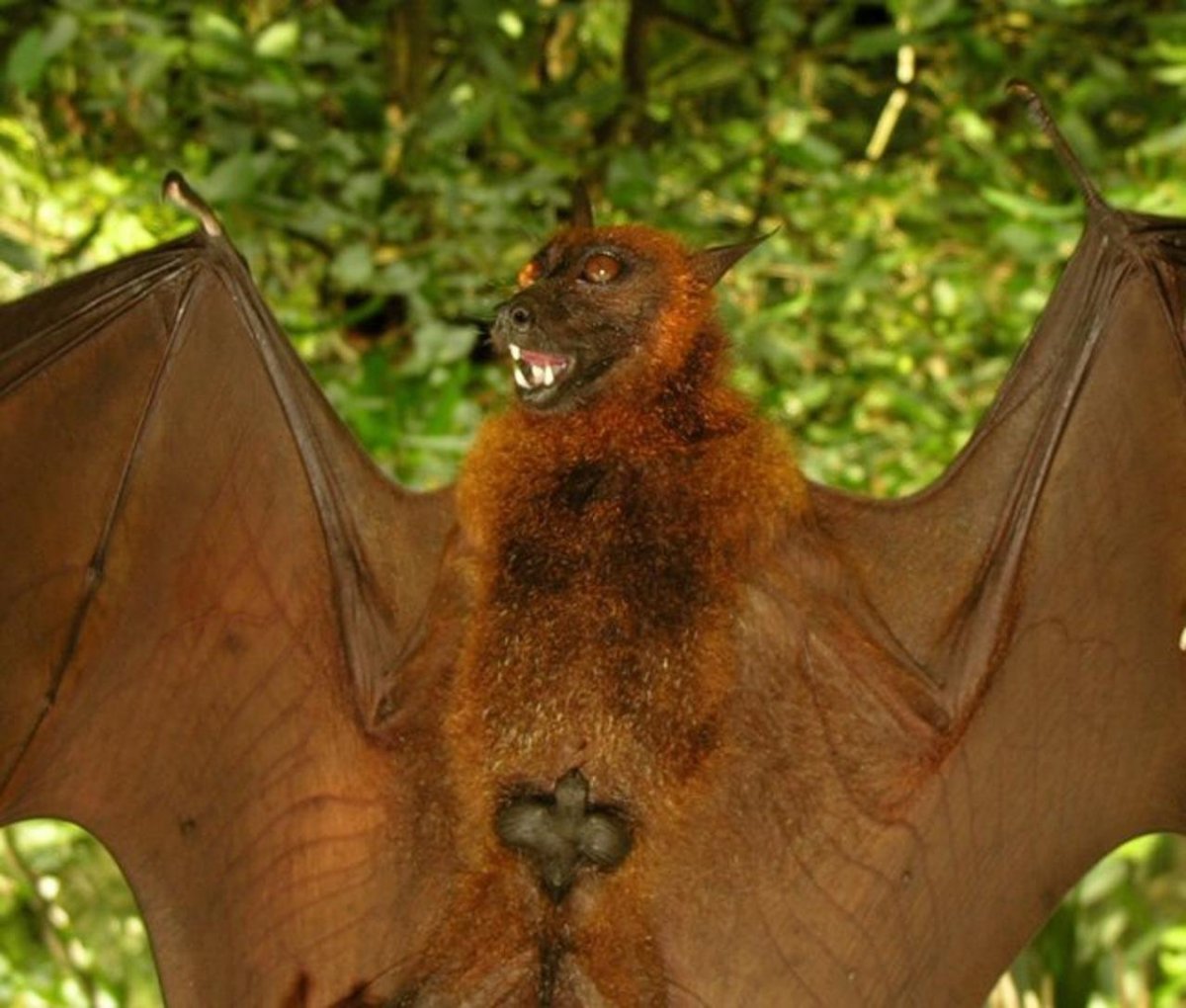 Нетопырь Натузиуса