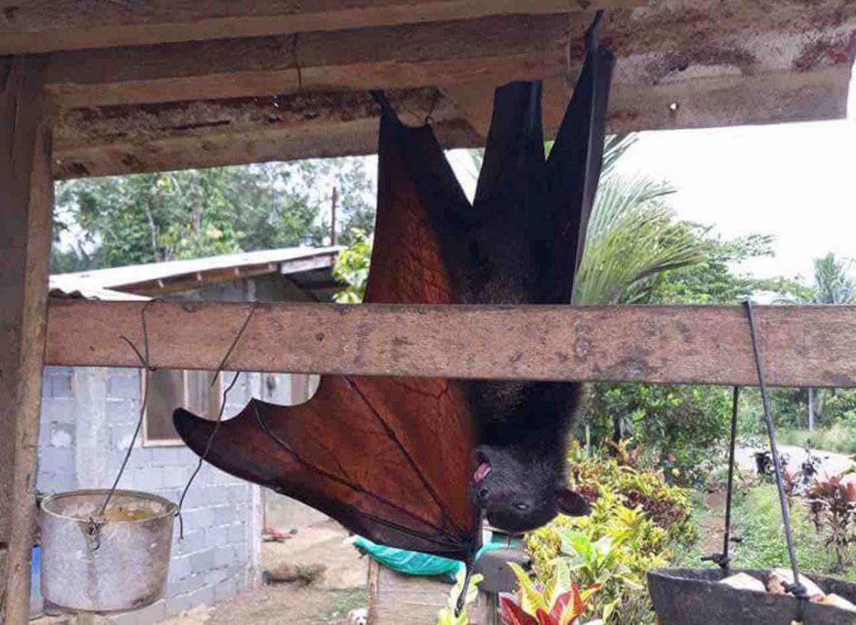 Федя летучая мышь