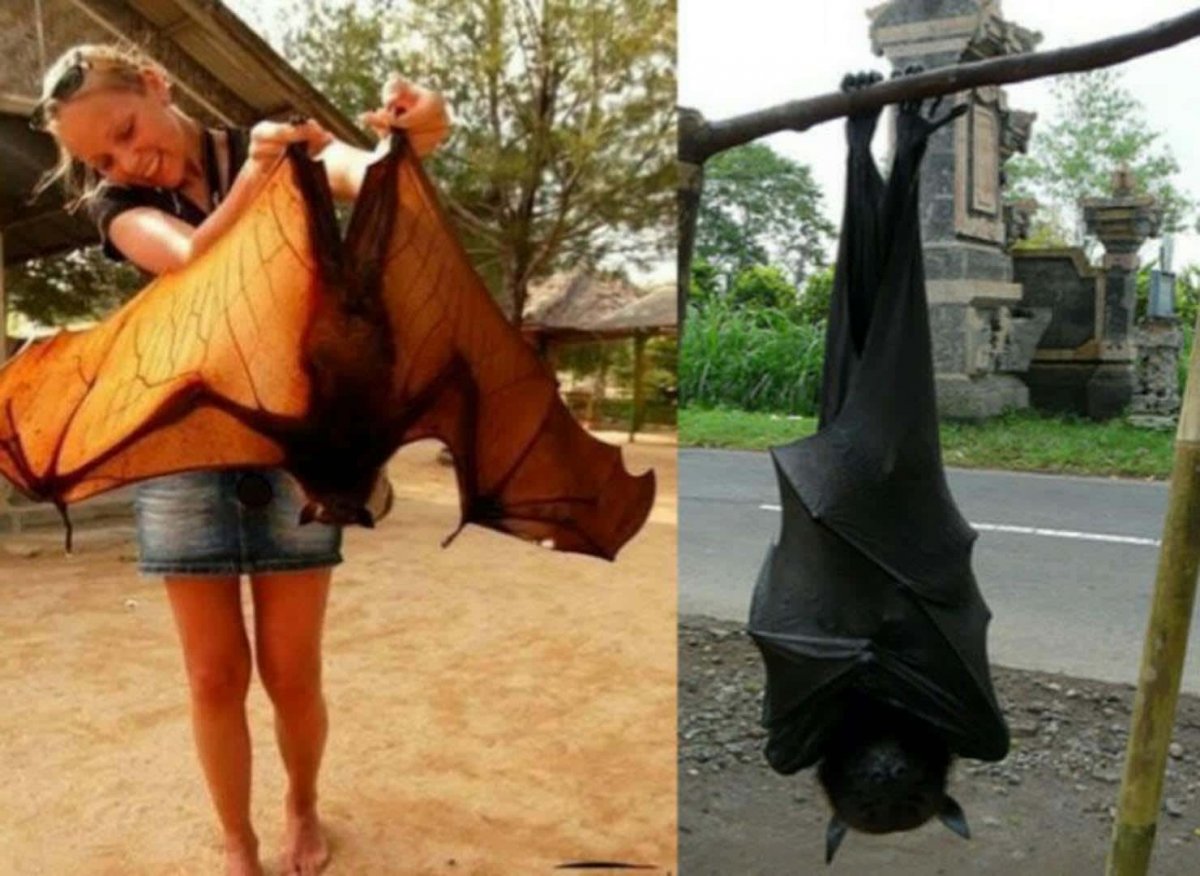 Сероголовая летучая лисица