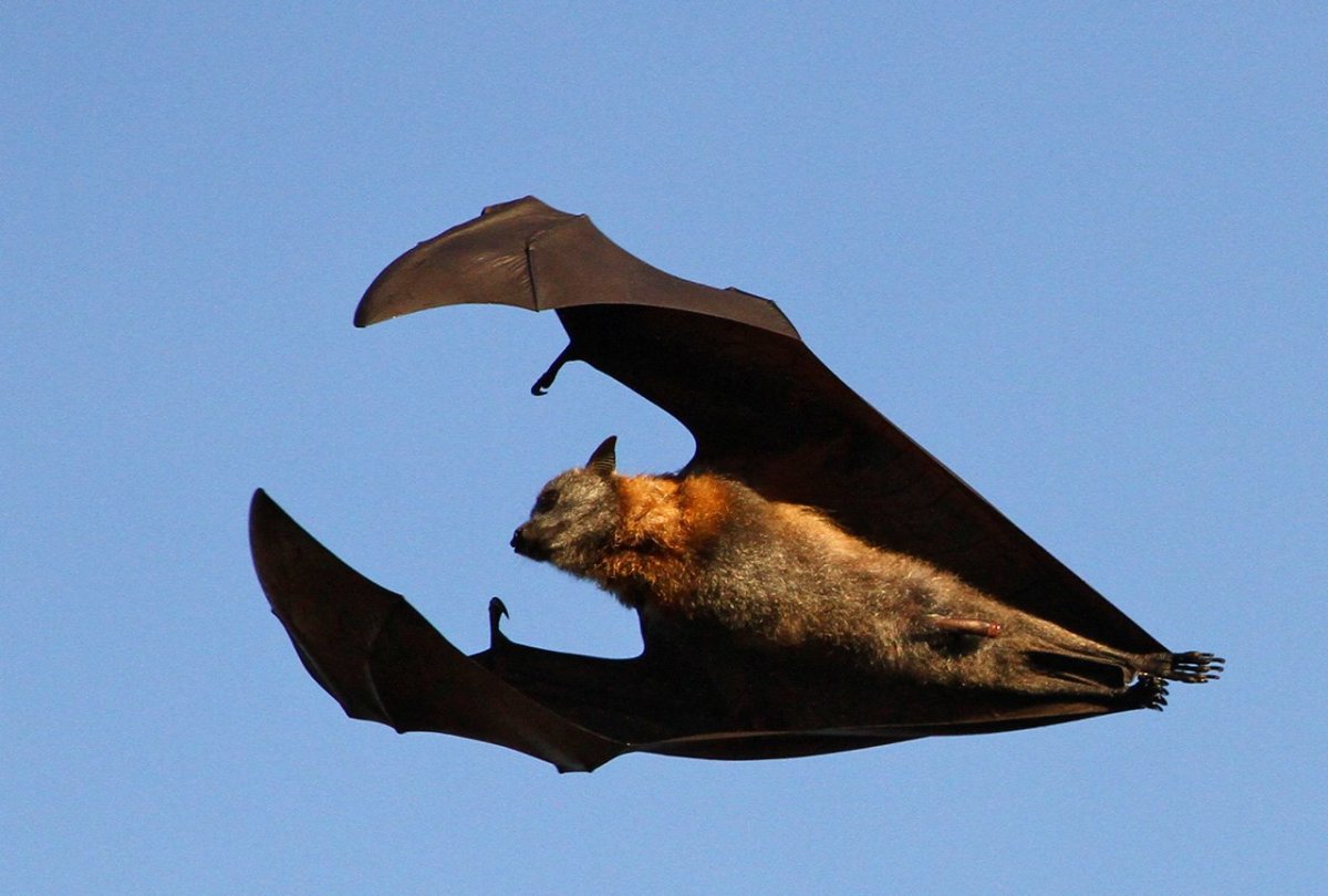 Земляной кокон летучей мыши