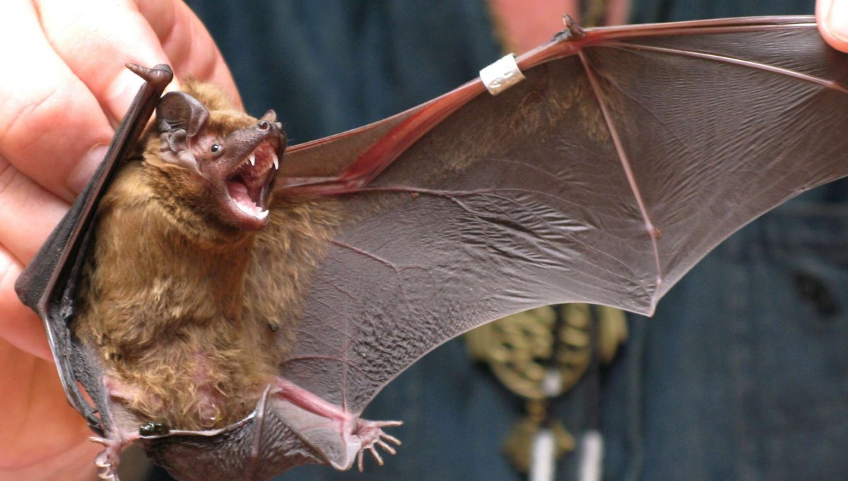 Летучая мышь фруктоед