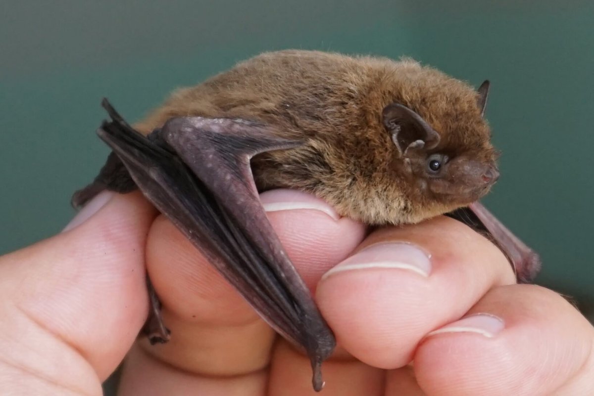 Отряд рукокрылые крыланы