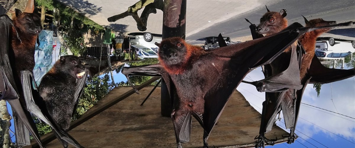 Новогвинейский крылан