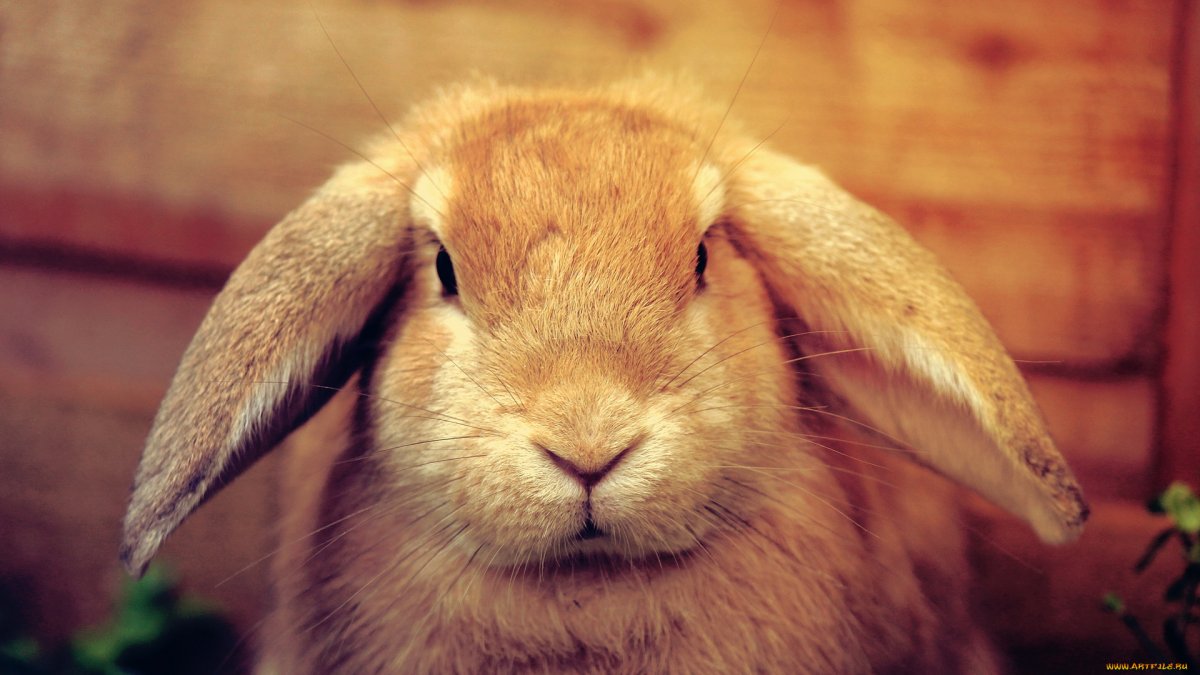 Кролик с усами