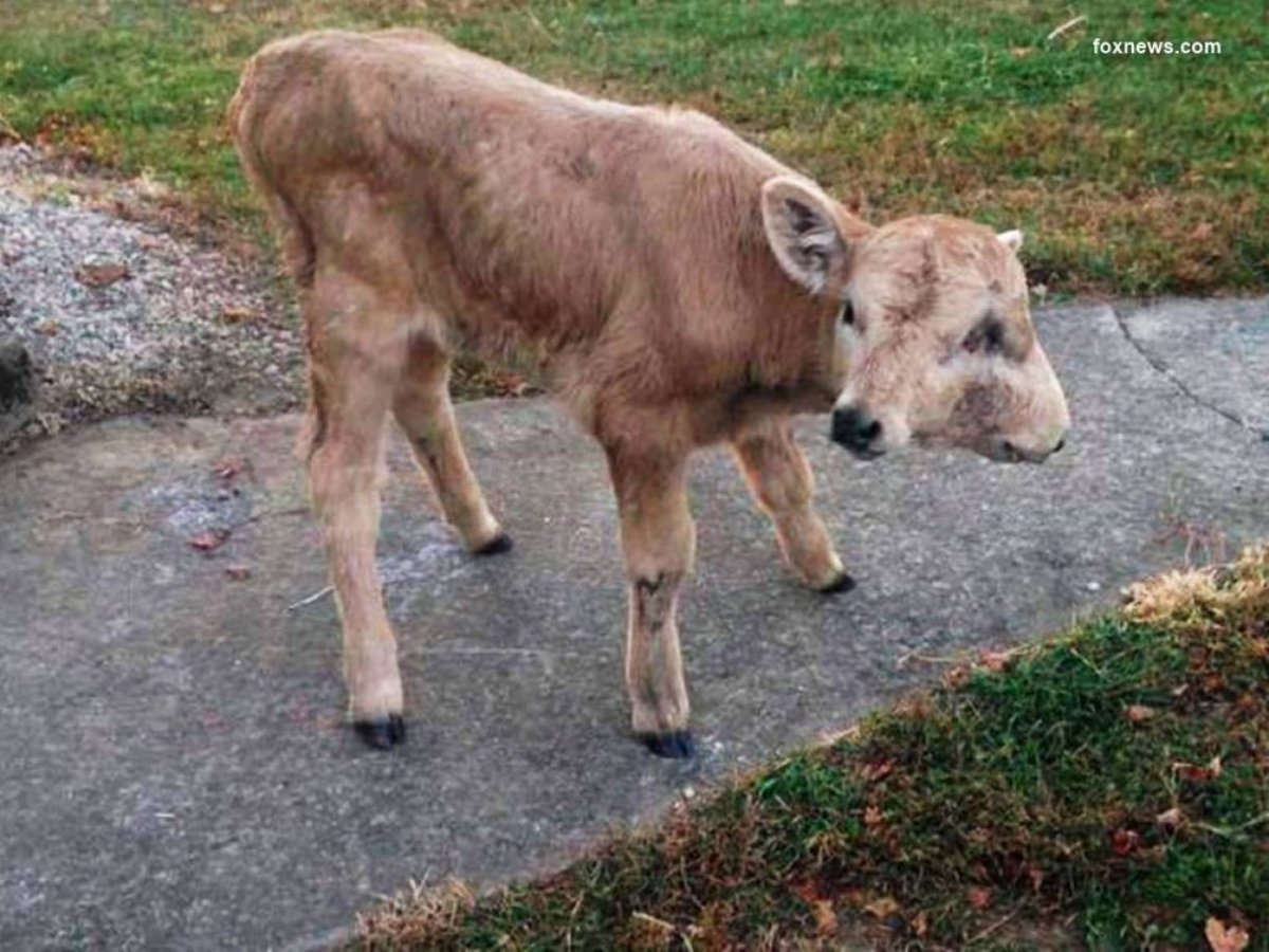 Мутированные животные Чернобыля