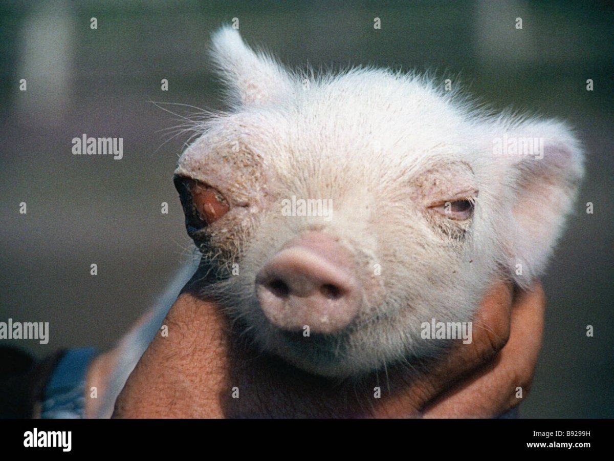 Черепаха Среднеазиатская лапы