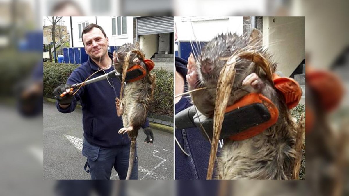 Милые животные в Чернобыле