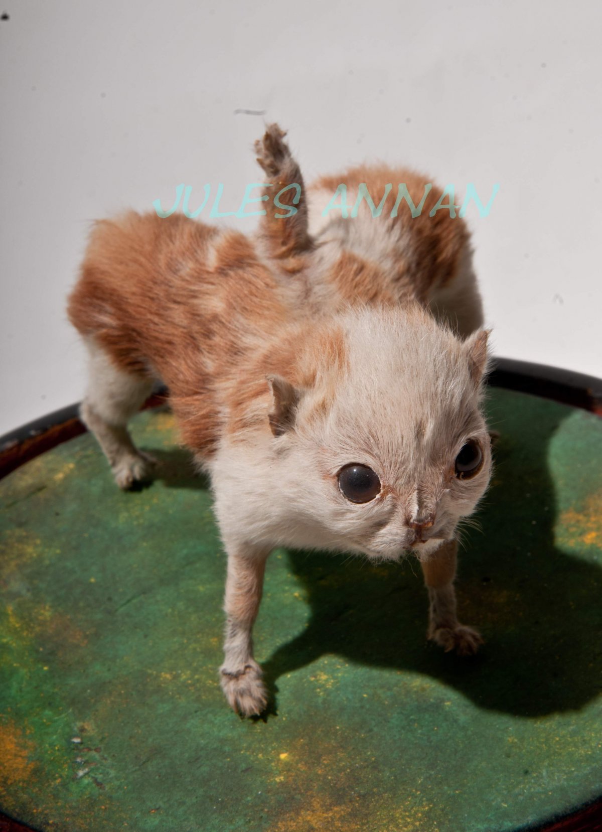 Альбиносная Циклоп акула