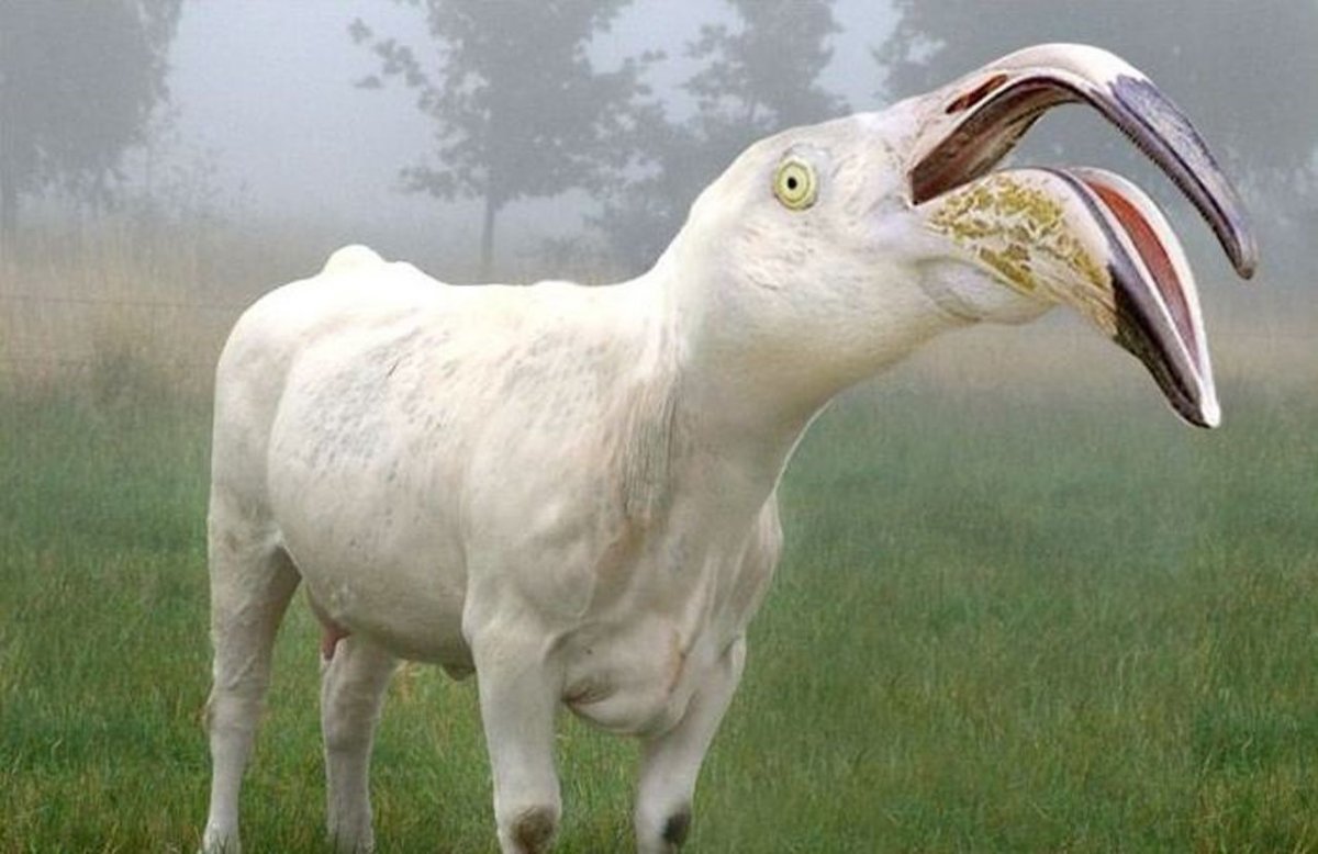 Болезнь витилиго у собак