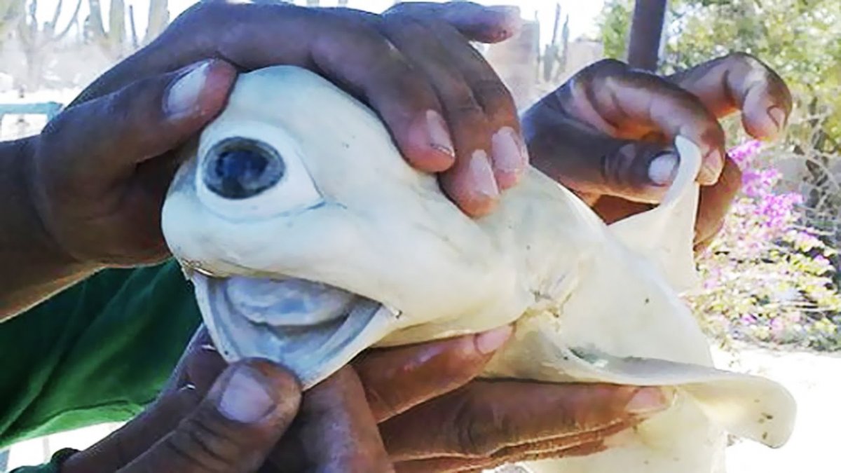 Мутирование животных Чернобыля