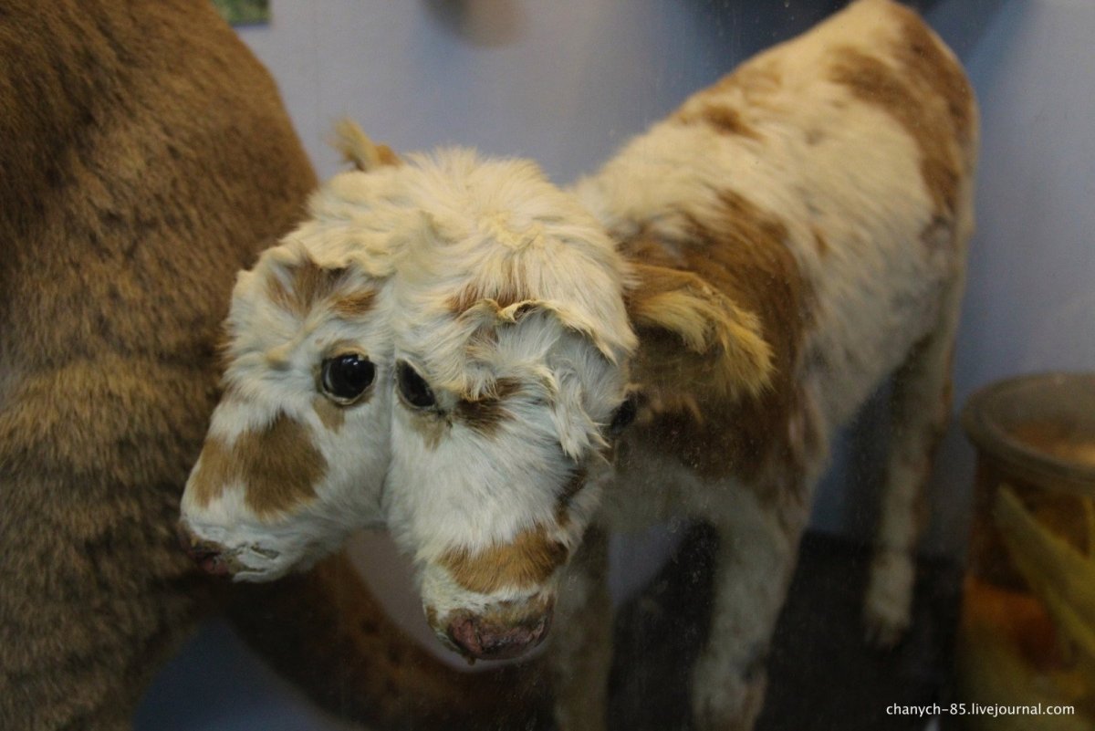 Чернобыль мутации животных