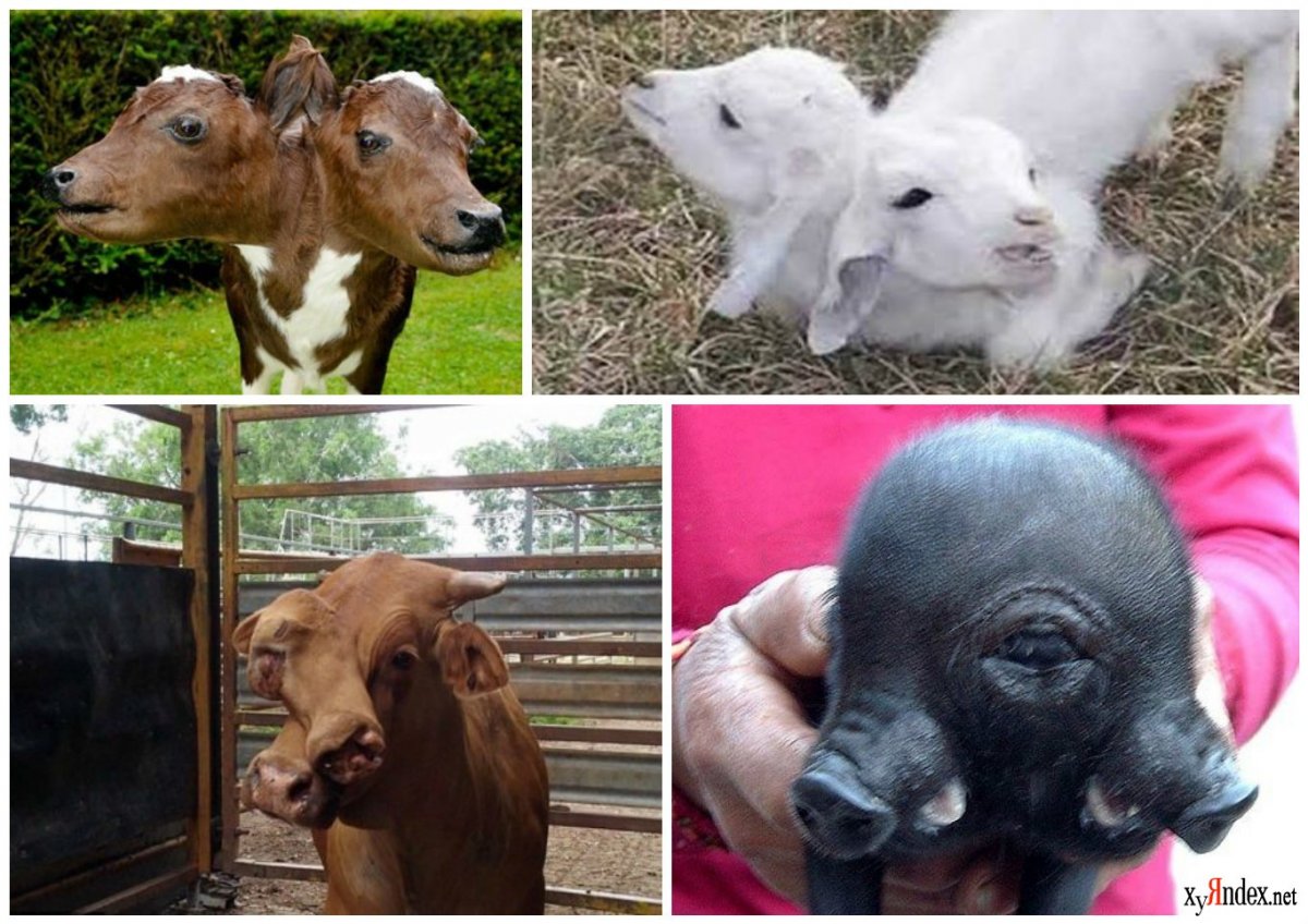 Кунсткамера Чернобыль