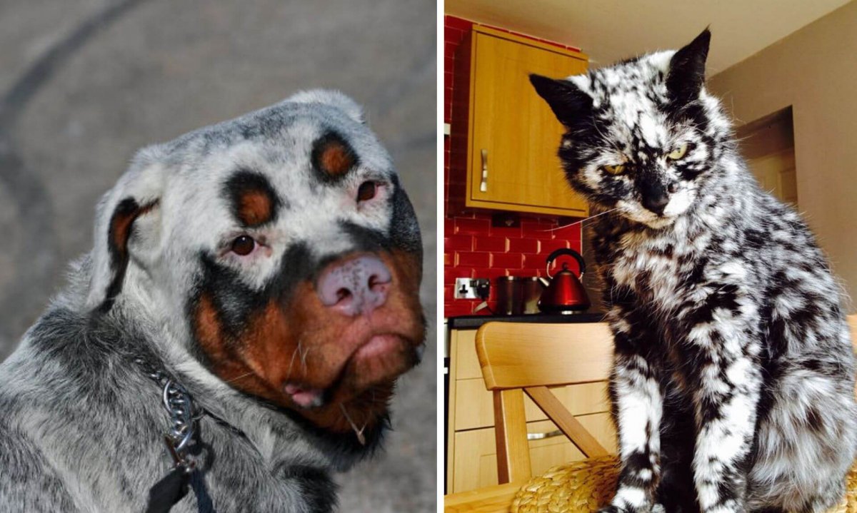 Близнецы у животных