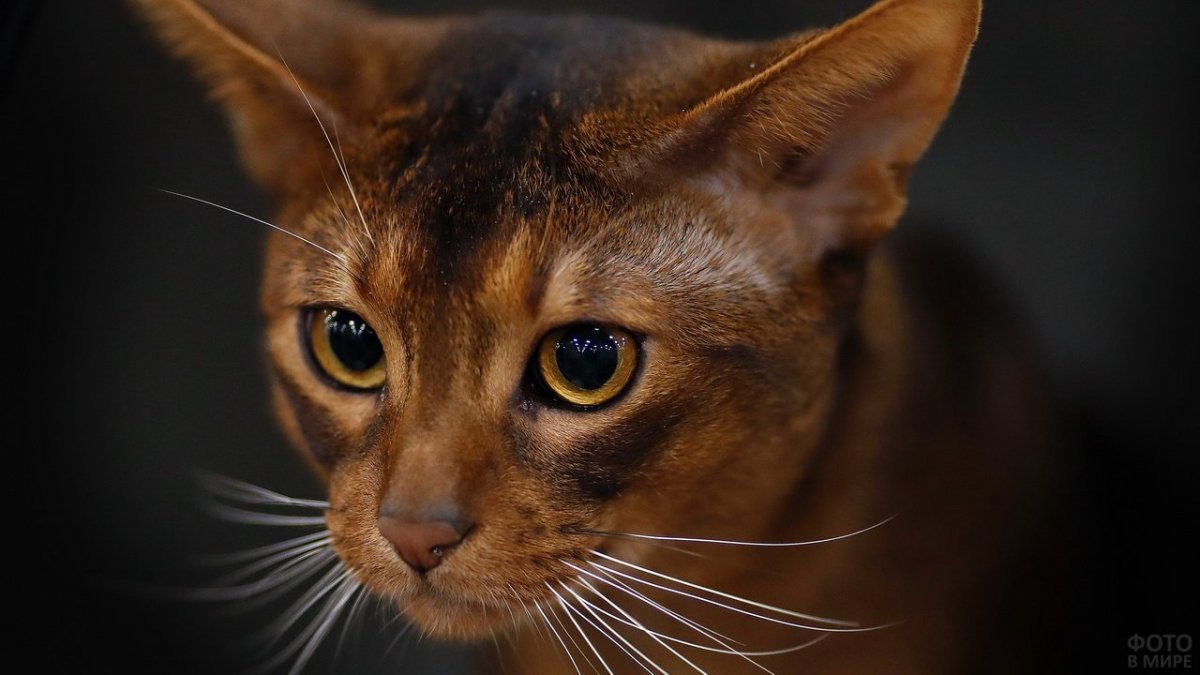 Абиссинская кошка фото