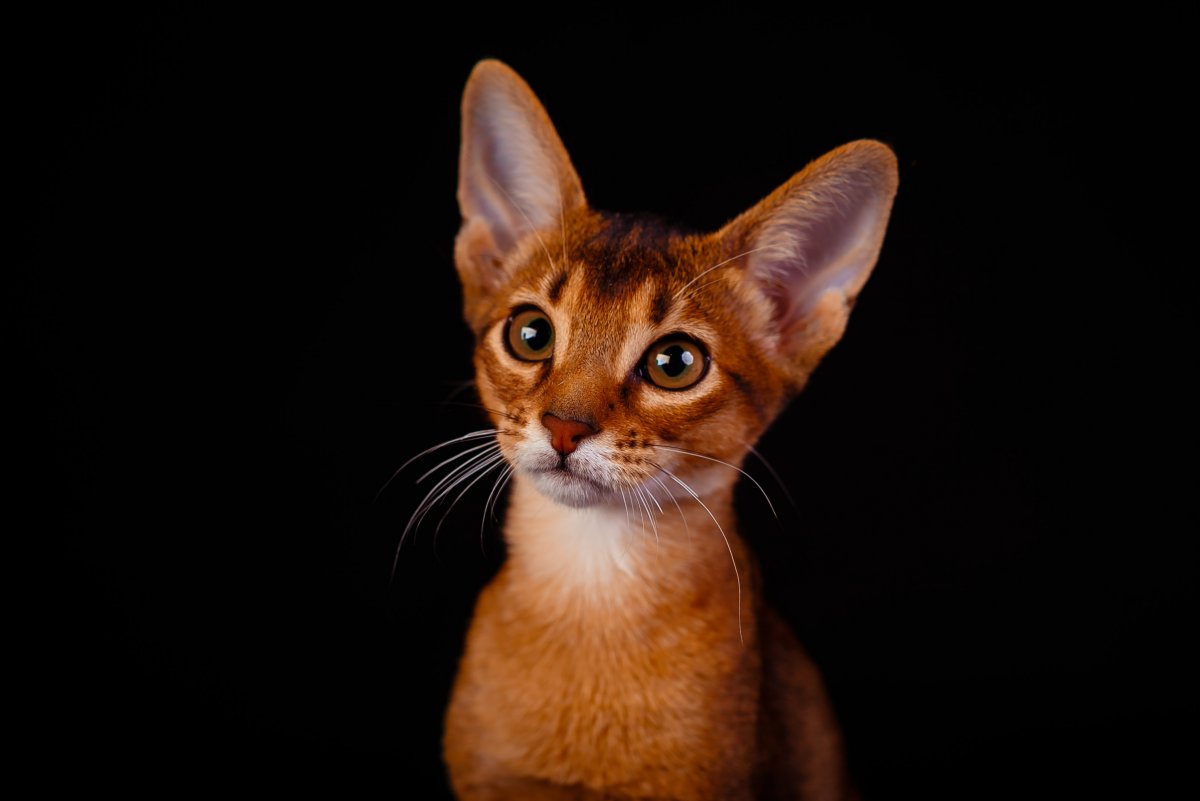 Абиссинская кошка
