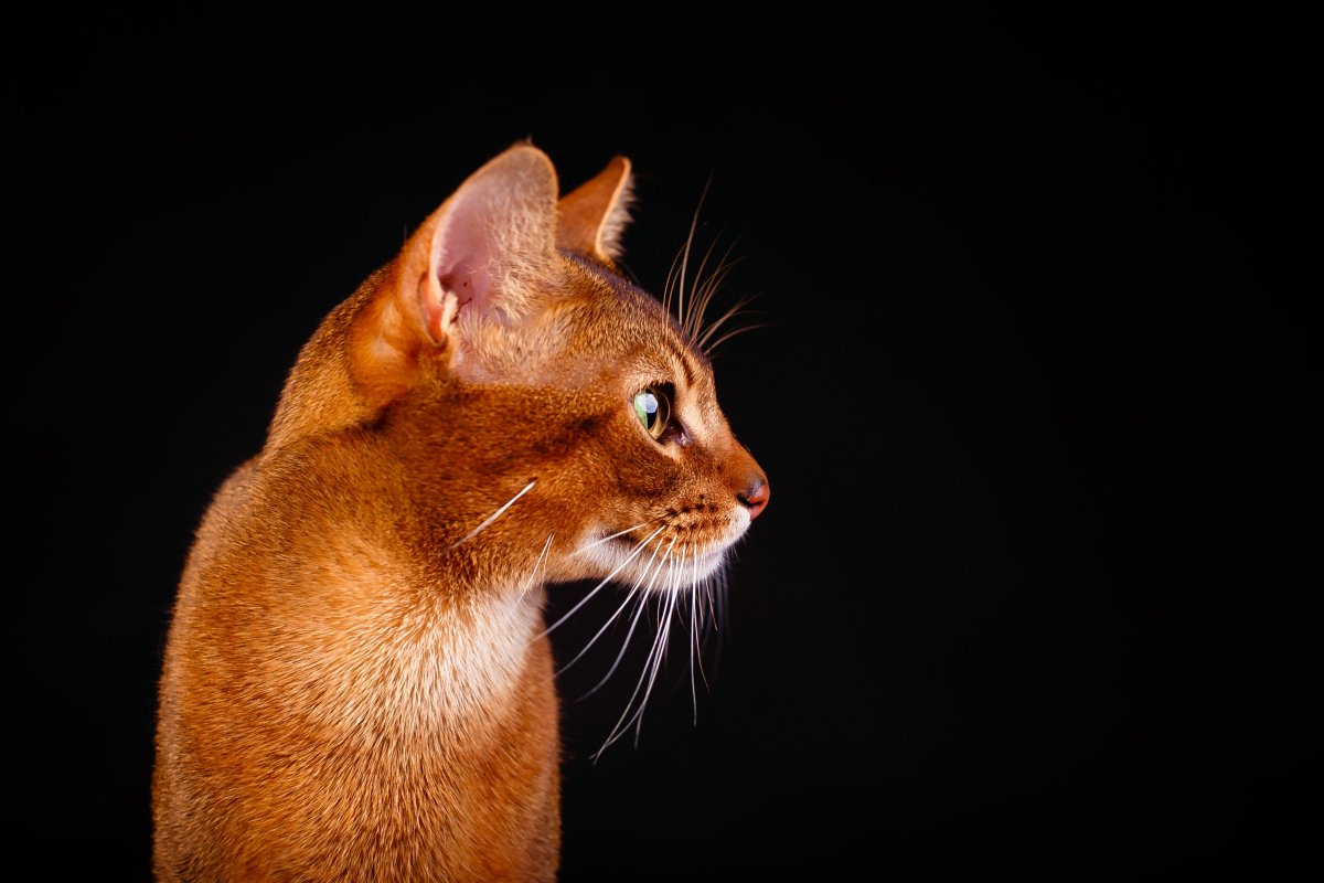 Абиссинская кошка белая