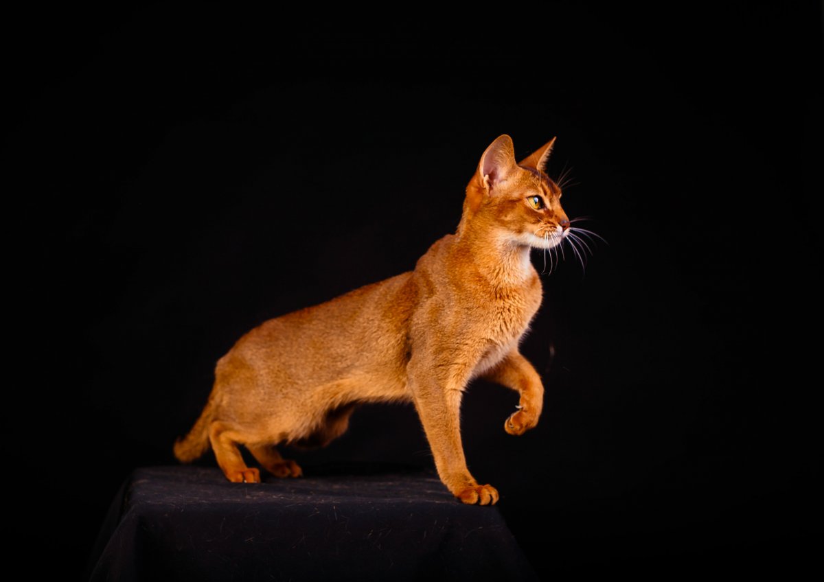 Абиссинская овчарка