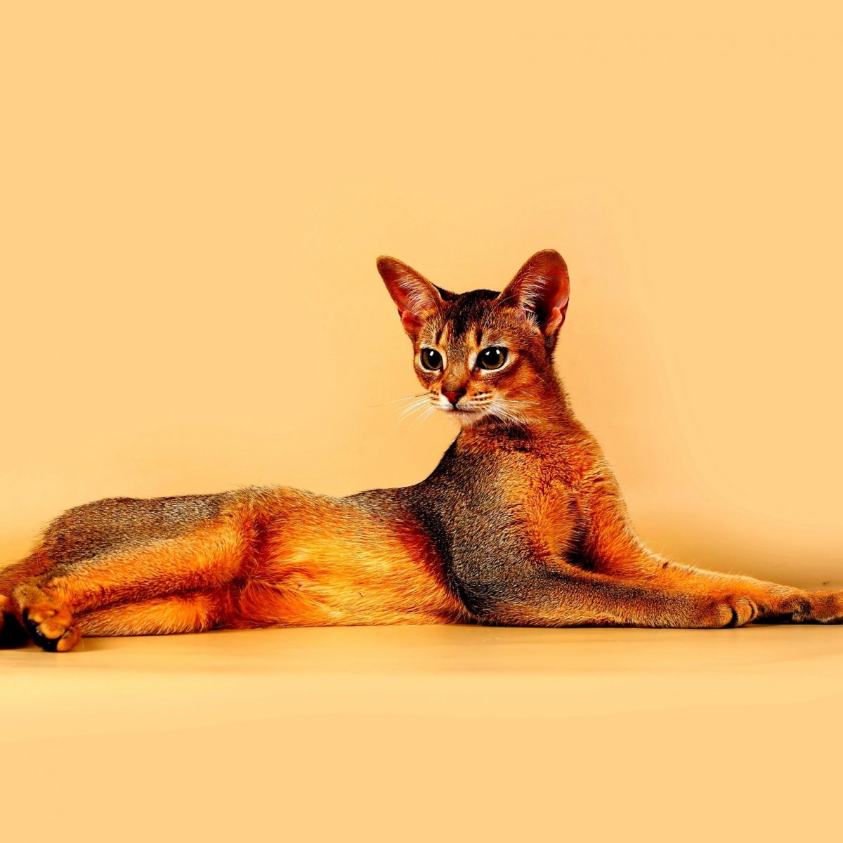 Корм для абиссинских кошек