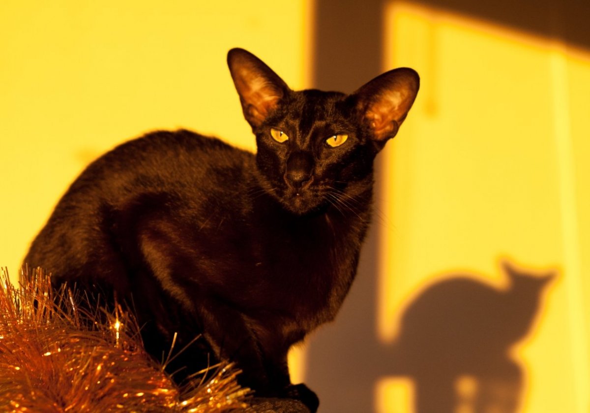 Кошка Ориентал