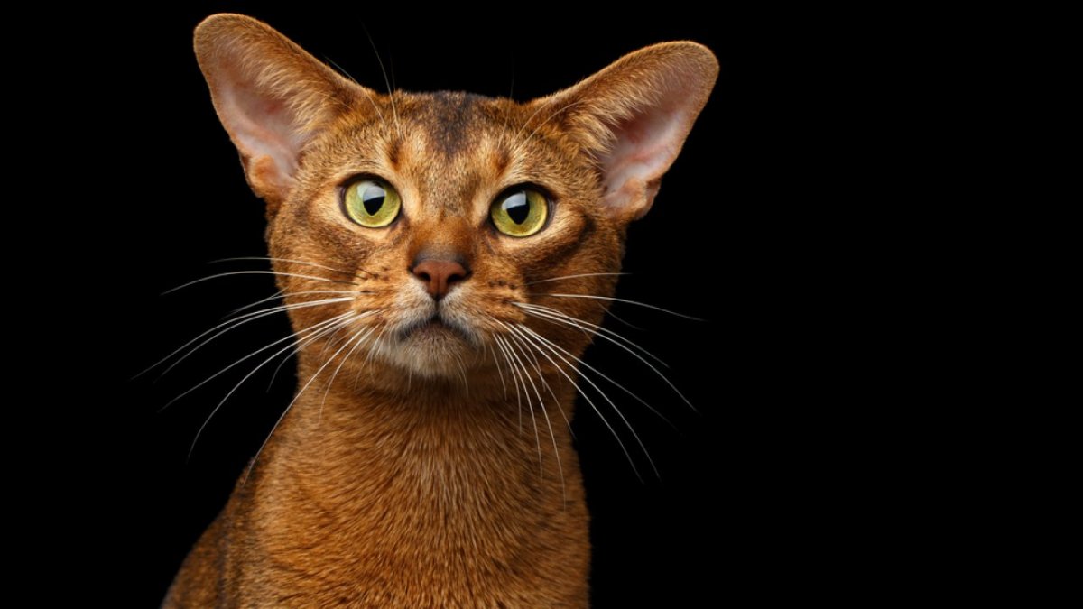 Абиссинский сфинкс