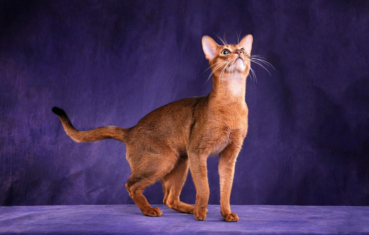 Абиссинская кошка