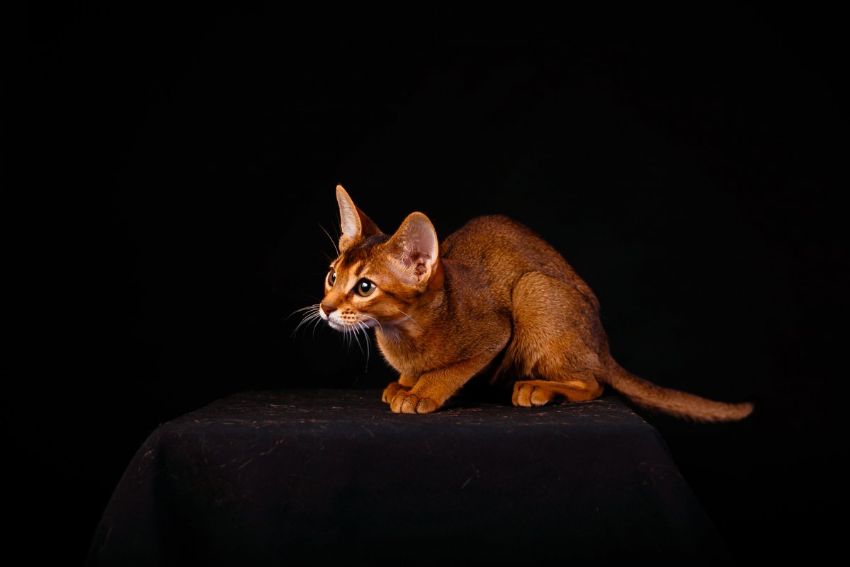 Абиссинская кошка Ruddy