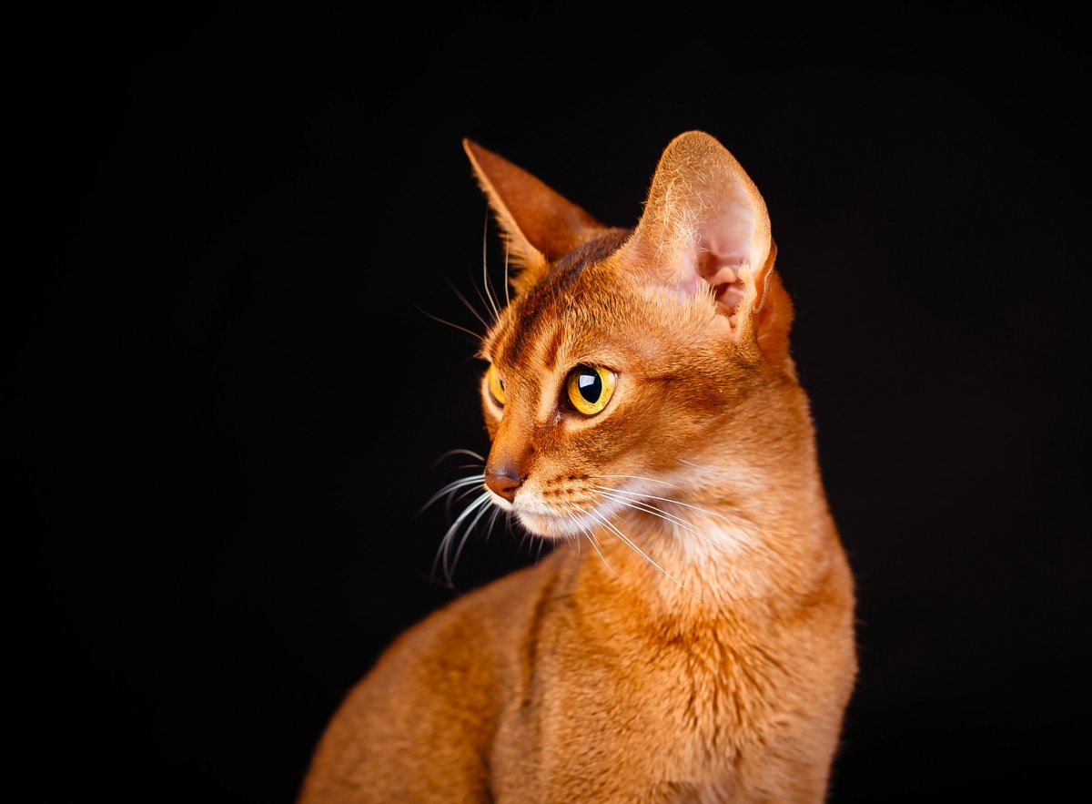 Абиссинский кот полосатый
