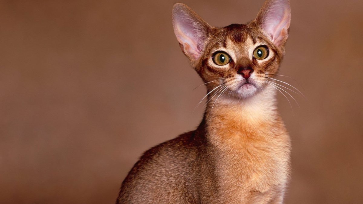 Абиссинская кошка серая