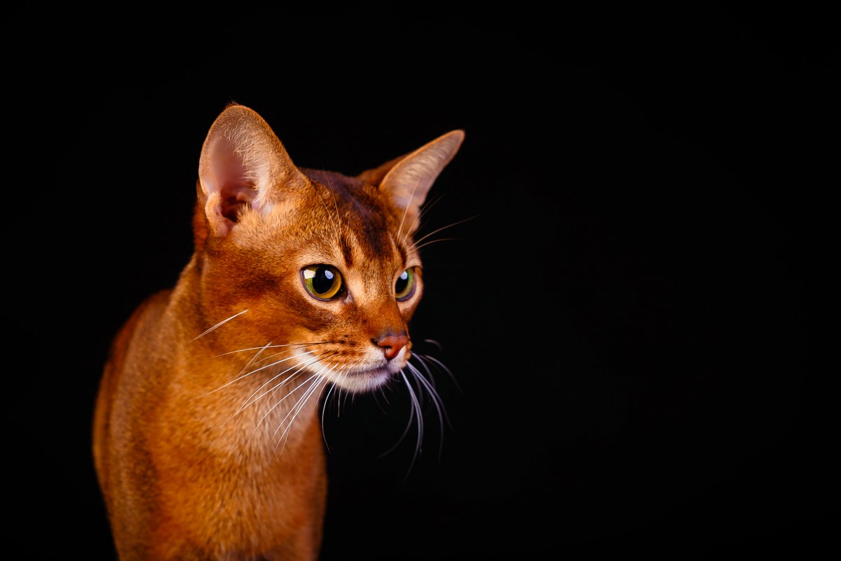 Абиссинская кошка