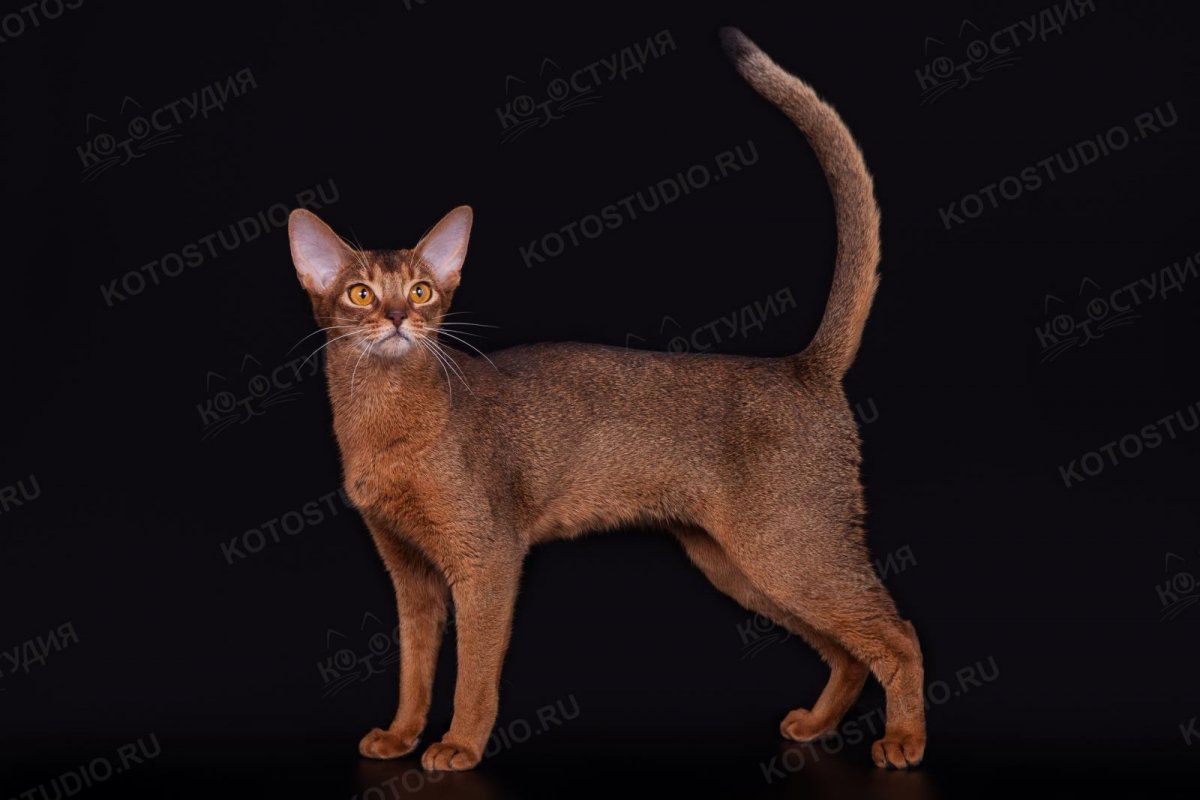 Абиссинский котята на черном фоне