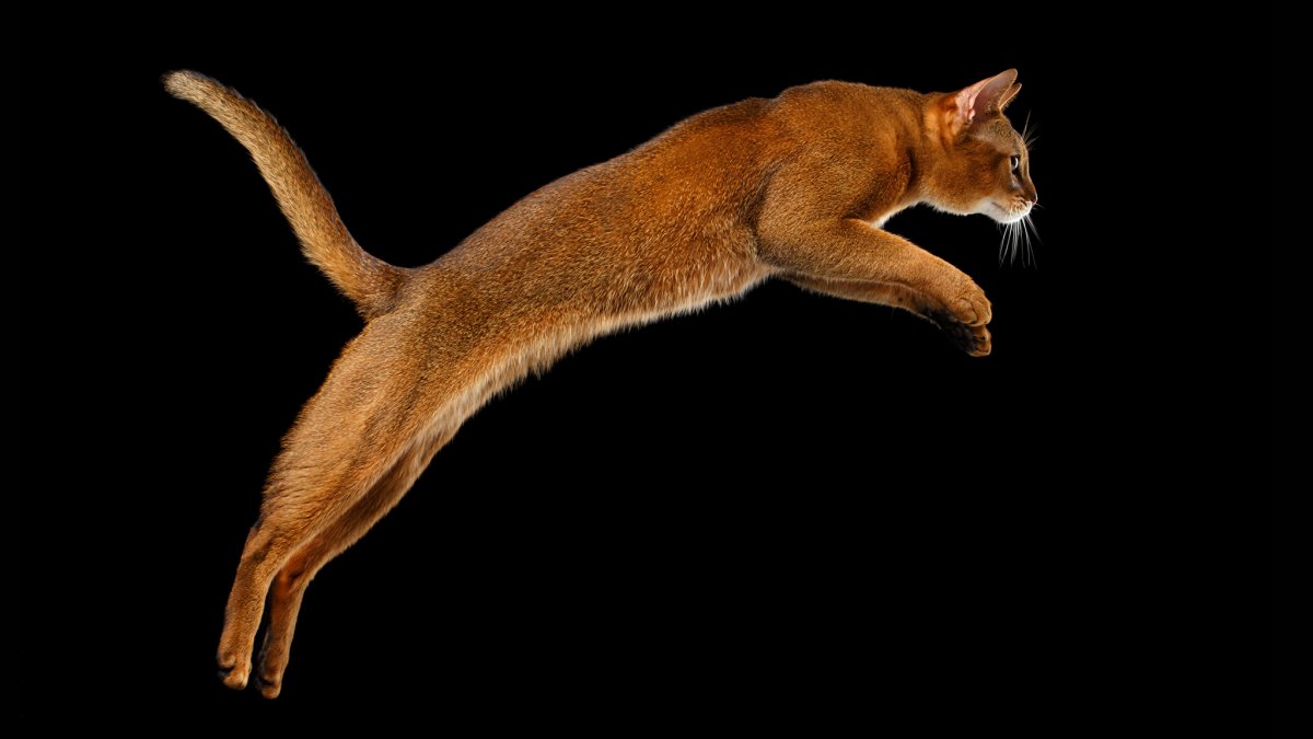 Абиссинская кошка