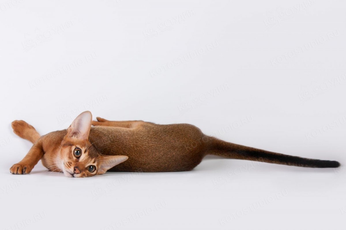 Ориентальные абиссинцы