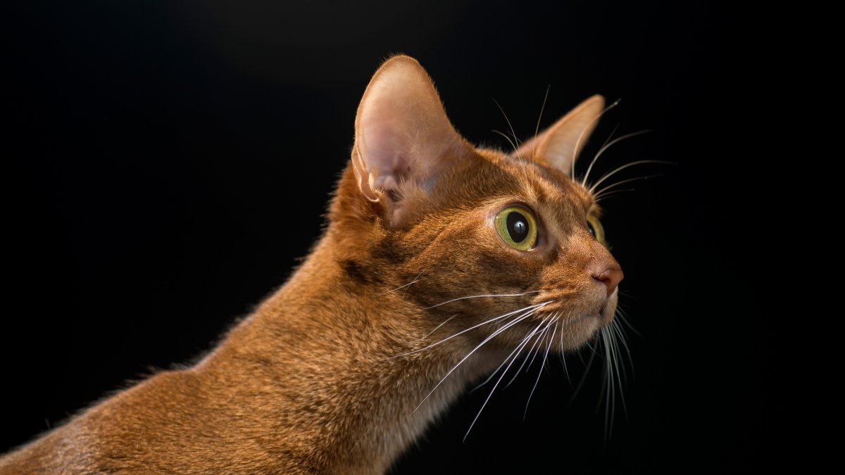 Вибриссы у кошек