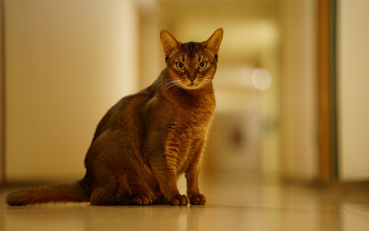 Абиссинская кошка черная