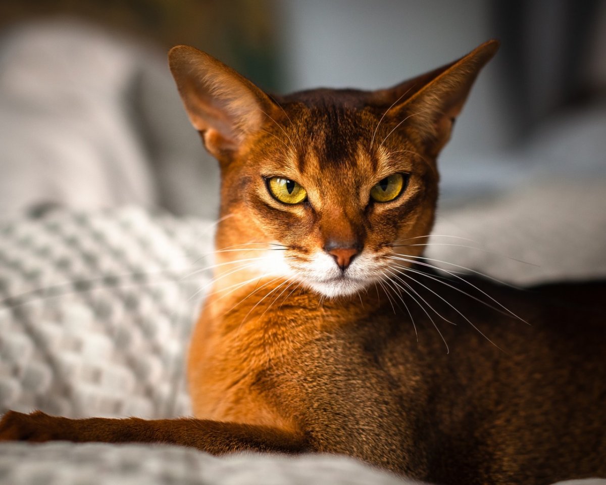 Абиссинская кошка