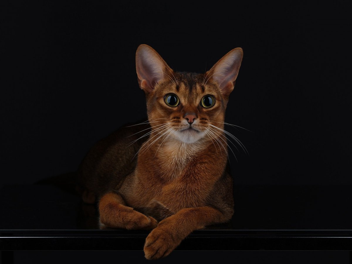 Абиссинский кот обои