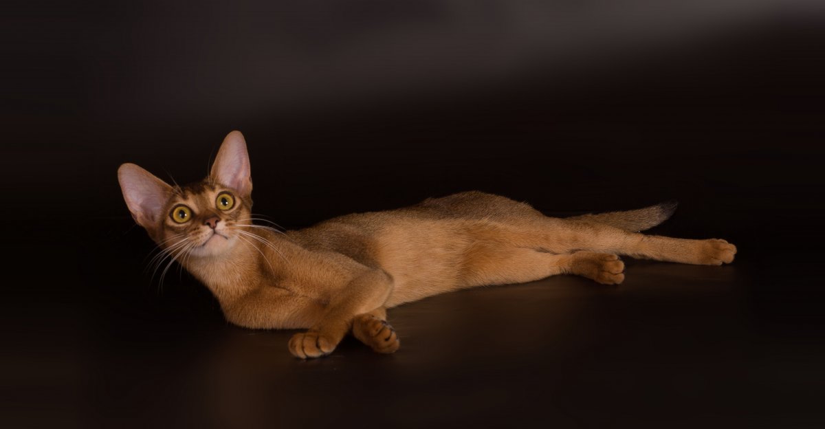 Фото кошек Анны Верзиной