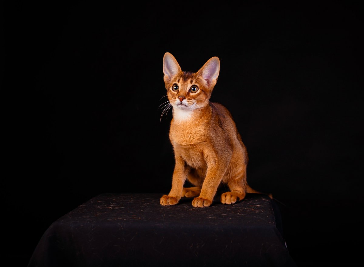 Абиссинская кошка черная