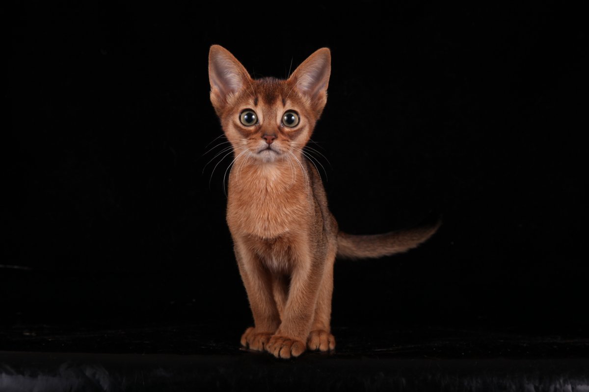 Абиссинская кошка шоколадного окраса