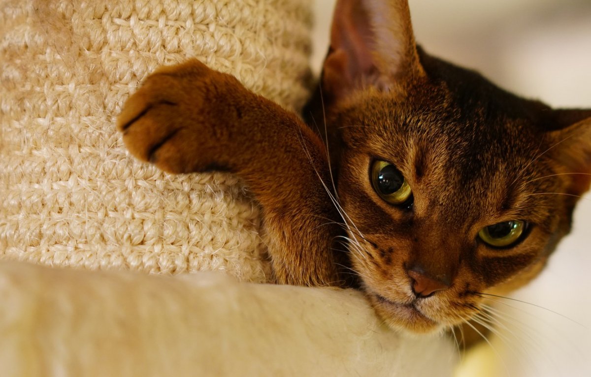 Абиссинский кот полосатый