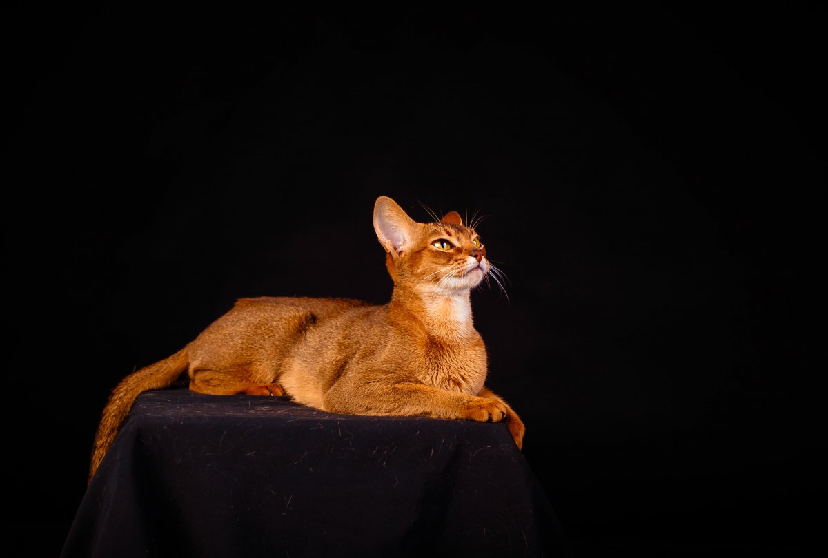 Питомник абиссинских кошек Эммануэль, Красногорск