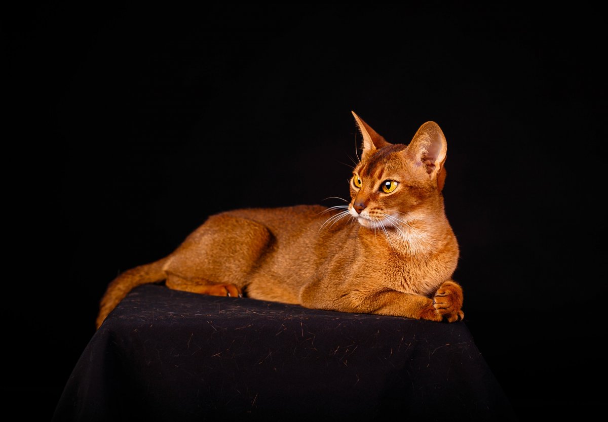 Абиссинская кошка черная