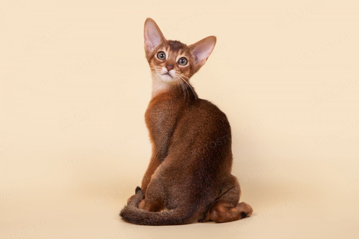 Лежанка для Абиссинской кошки