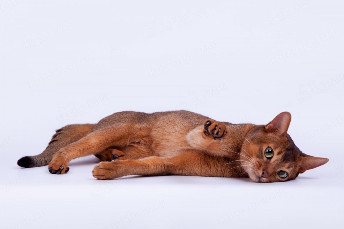 Эфиопская кошка абиссинец