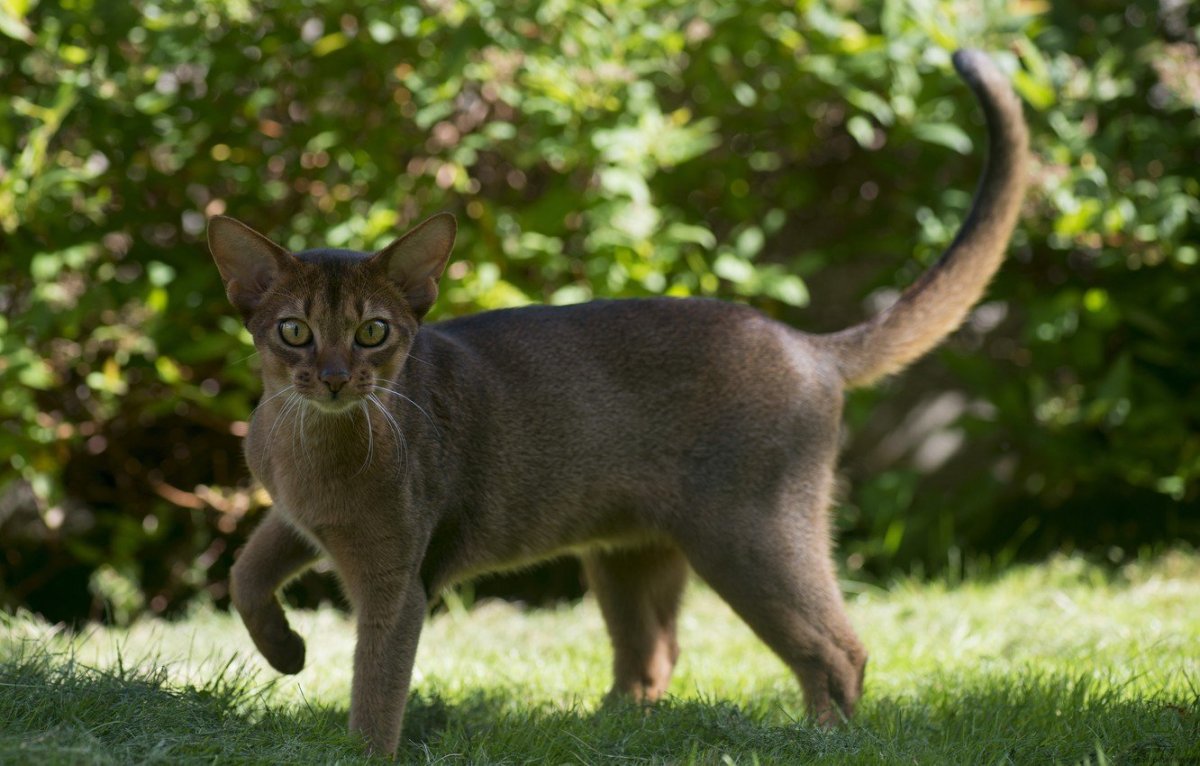 Турецкая Абиссинская
