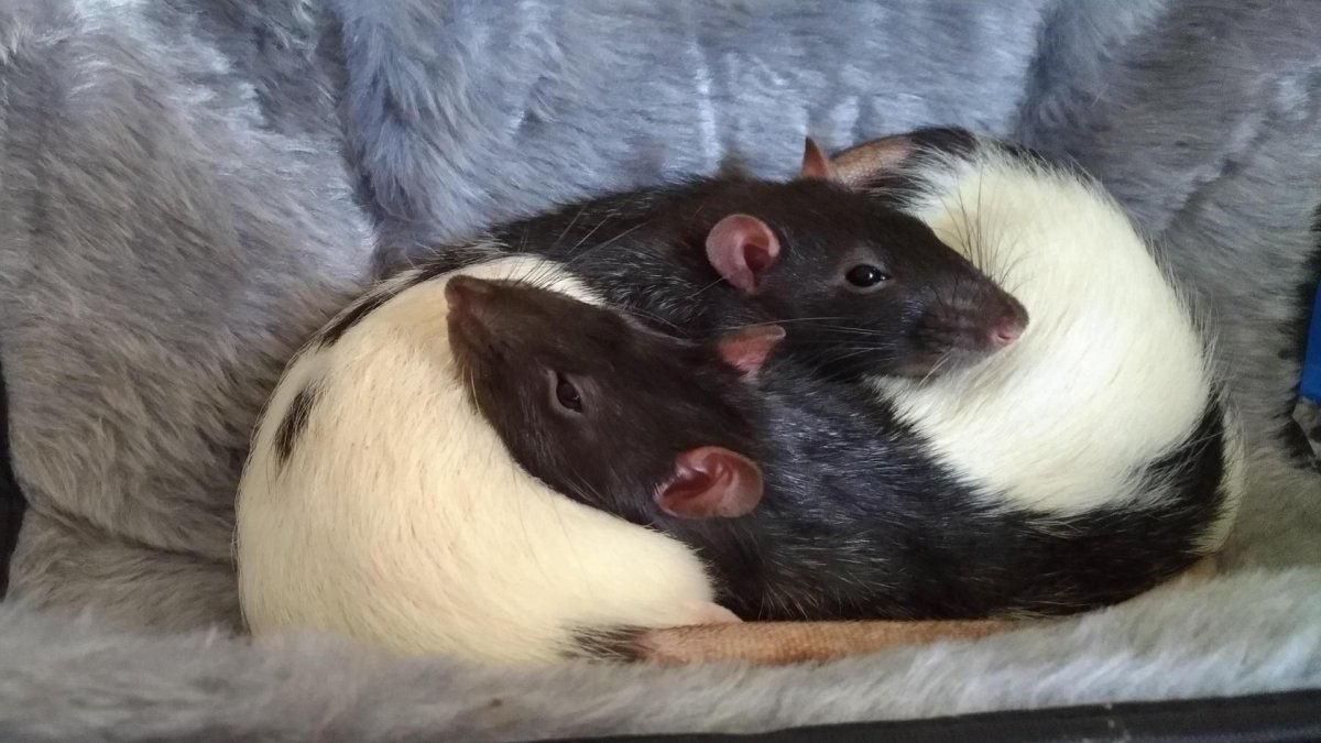 Крысы спят вместе