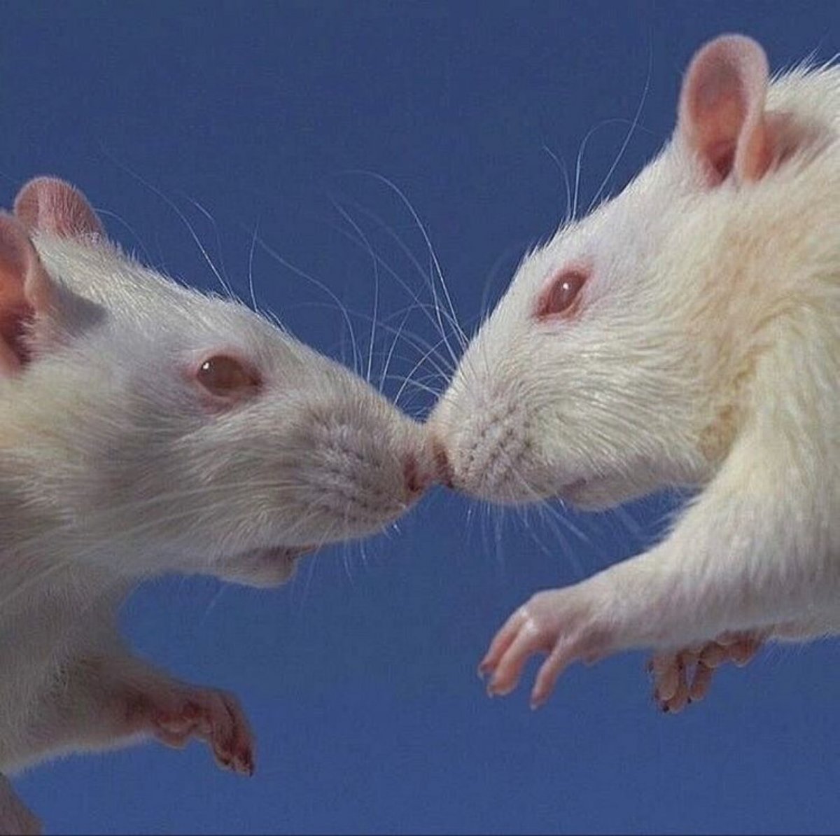 Мышки джунгарики