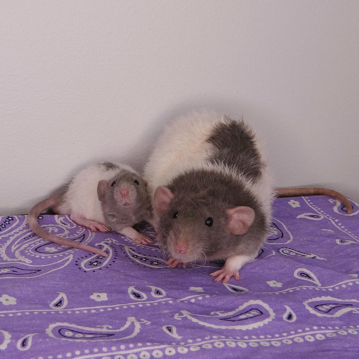 Крыса с сердечком